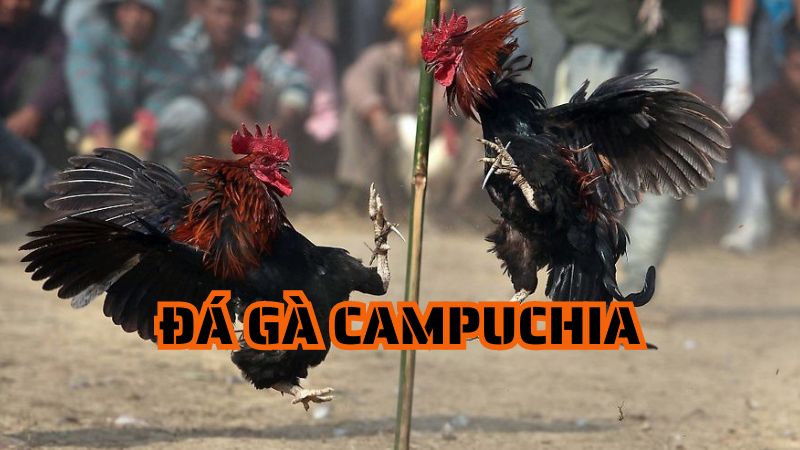Đá gà Campuchia - Điểm đến giải trí hấp dẫn